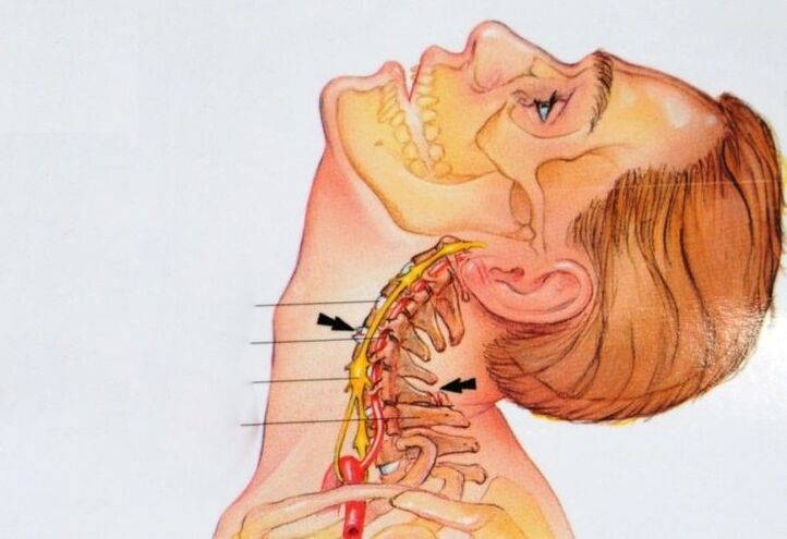 la estructura de las vértebras cervicales